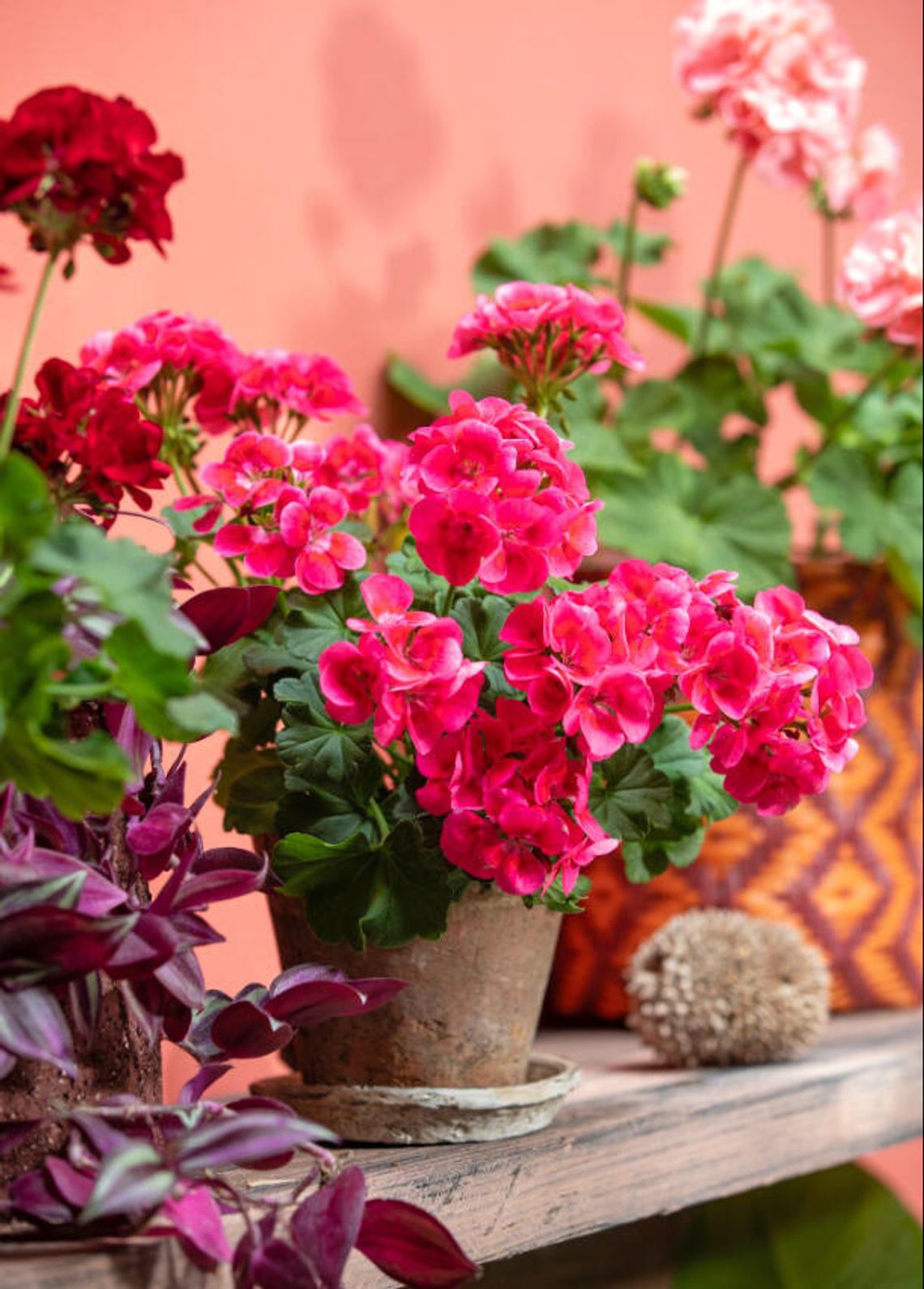 Pelargonie sprzyjają dobremu samopoczuciu