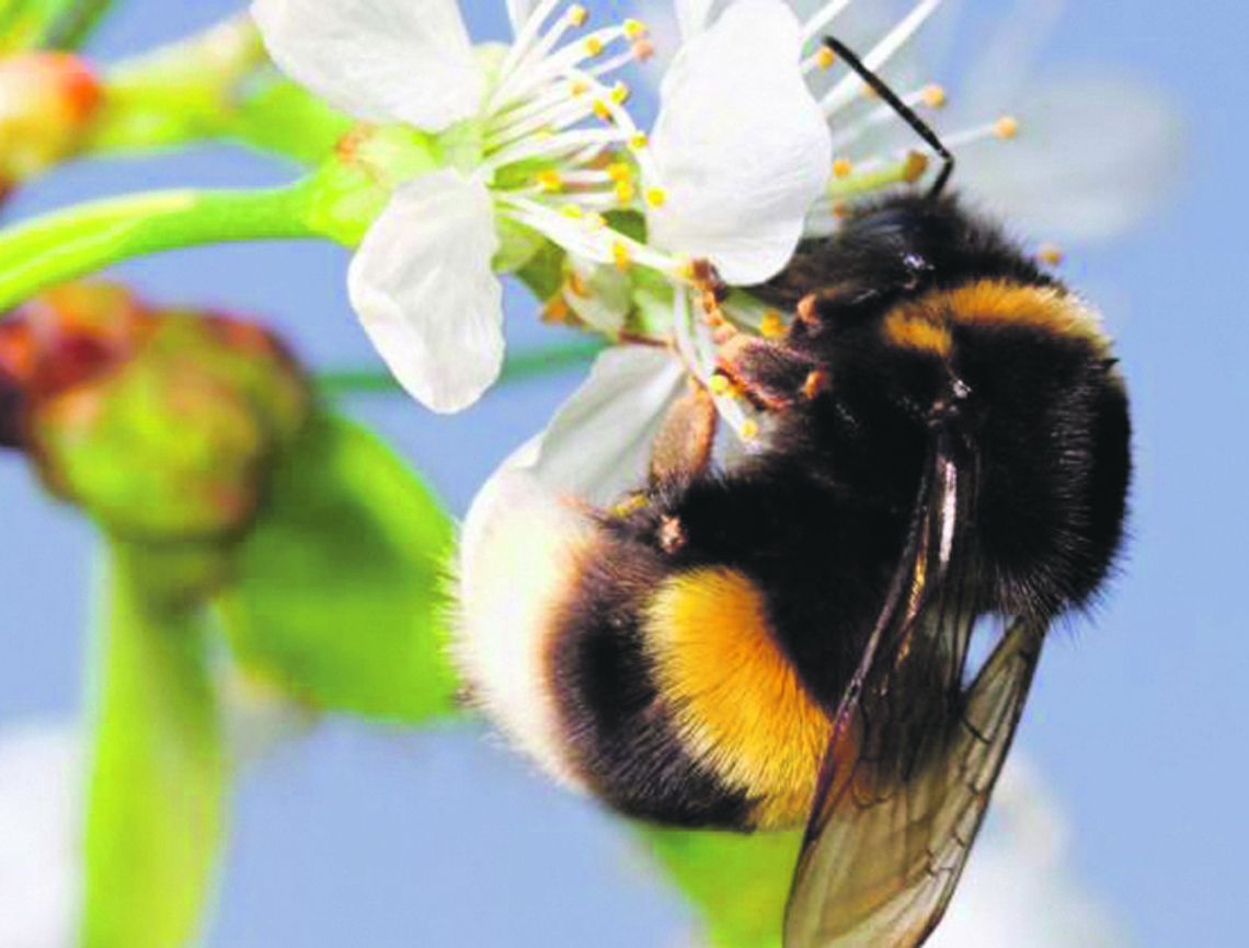 Pszczoły i trzmiele wykorzystywane do roznoszenia środków ochrony roślin