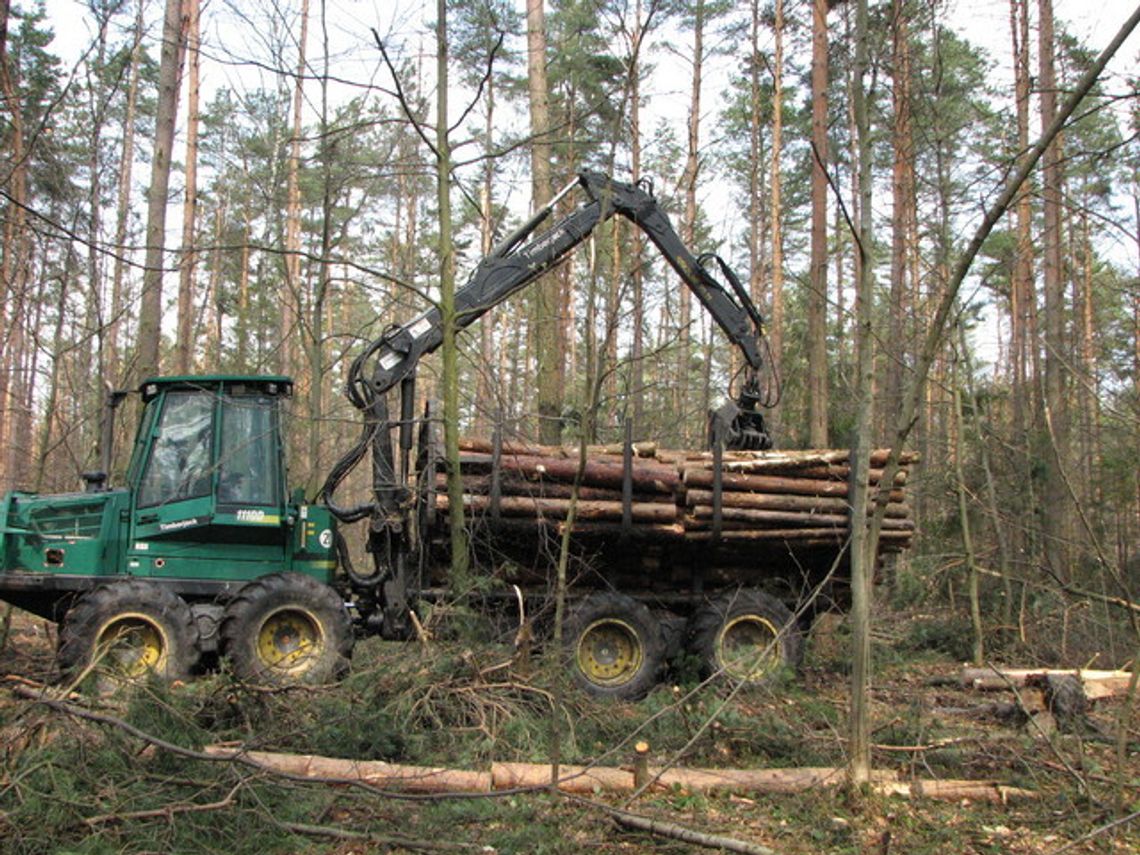 W LASACH WCIĄŻ WIDAĆ SKUTKI ZIMY