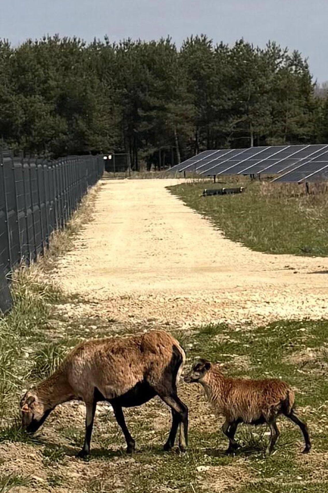„Wielka ucieczka” z firmy Elemental? Na szczęście wszystko skończyło się szczęśliwie