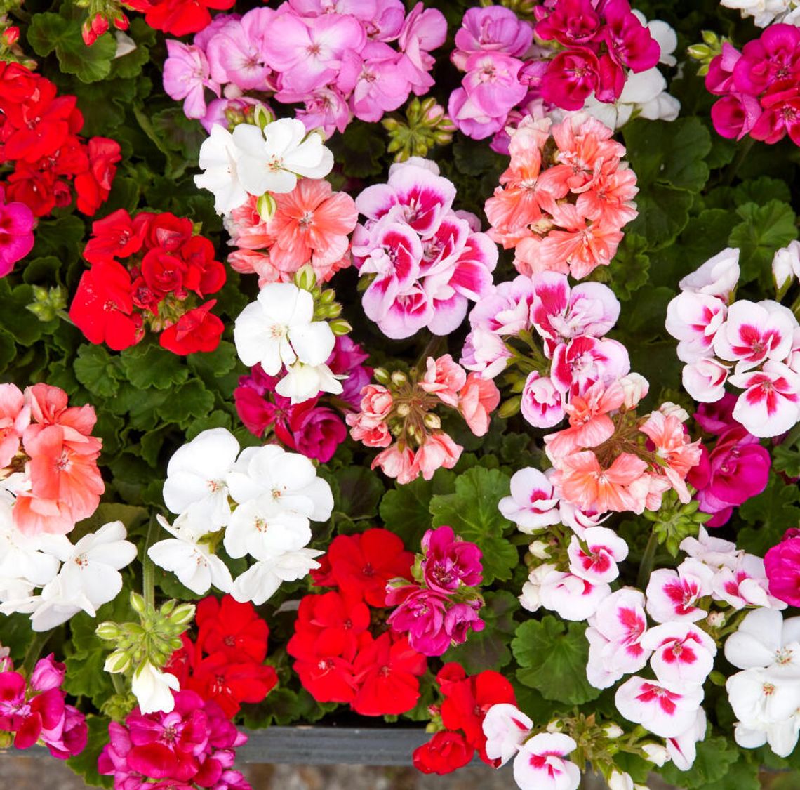 Z Przylądka Dobrej Nadziei na cały świat – Triumf pelargonii