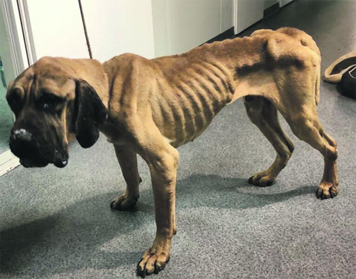 Zebraliśmy pół miliona podpisów! To głośny apel o konieczność wprowadzenia zmian