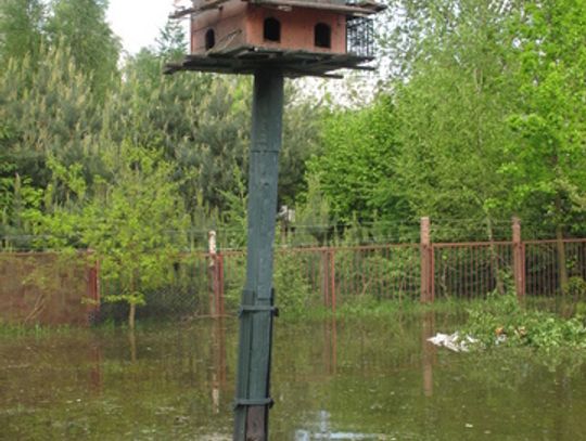 BRZOSTEK ZALANY JAK WENECJA