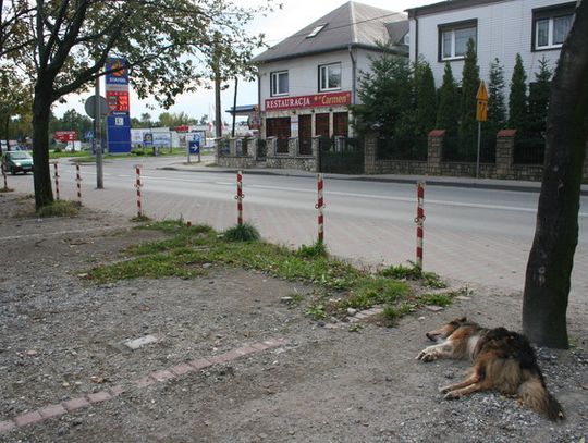 ZAGNĘBIONY, SKATOWANY I WYRZUCONY NA BRUK!