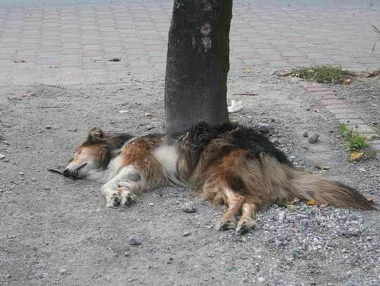 ZAGNĘBIONY, SKATOWANY I WYRZUCONY NA BRUK!