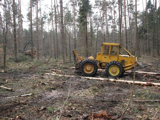 W LASACH WCIĄŻ WIDAĆ SKUTKI ZIMY