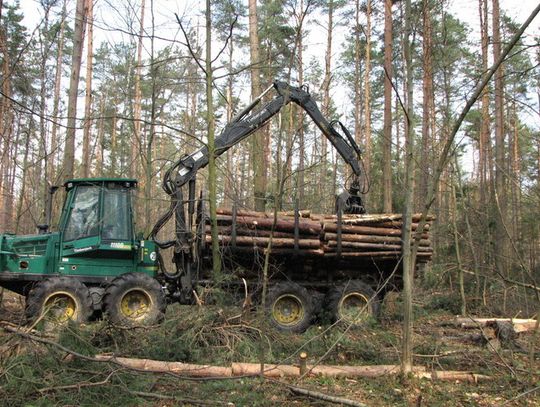 W LASACH WCIĄŻ WIDAĆ SKUTKI ZIMY