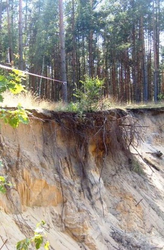 KOŚCI LUDZKIE ZNALEZIONO W ROKITNIE