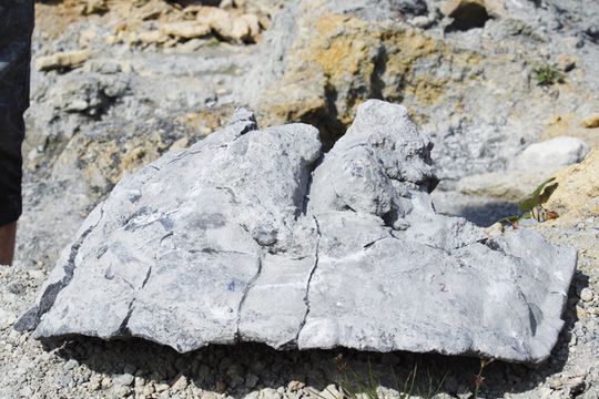 NAUKOWCY ZNALEŹLI SZCZĄTKI NAJSTARSZYCH ŻÓŁWI NA ŚWIECIE