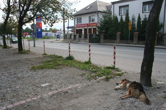 ZAGNĘBIONY, SKATOWANY I WYRZUCONY NA BRUK!