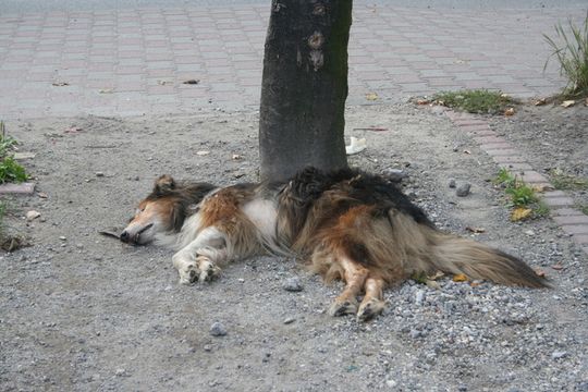 ZAGNĘBIONY, SKATOWANY I WYRZUCONY NA BRUK!