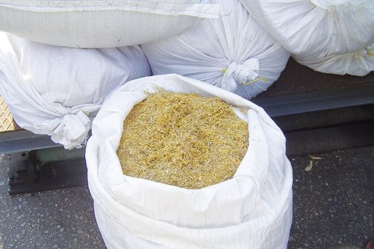 TYTOŃ ZA 130 TYSIĘCY