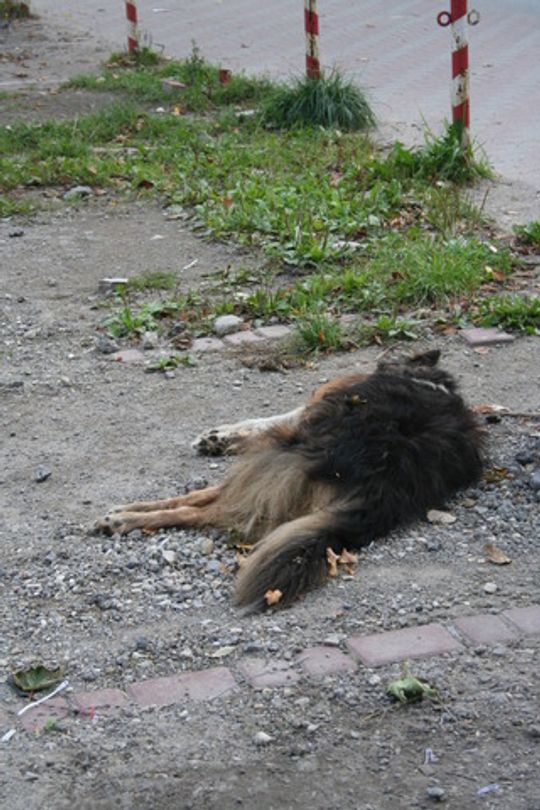 ZAGNĘBIONY, SKATOWANY I WYRZUCONY NA BRUK!