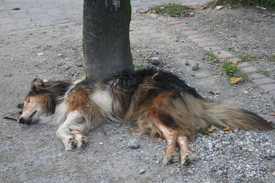 ZAGNĘBIONY, SKATOWANY I WYRZUCONY NA BRUK!