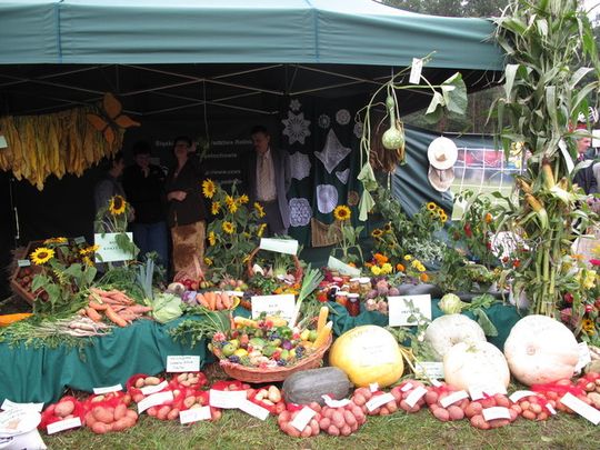 KASZANKA ZROBIŁA FURORĘ