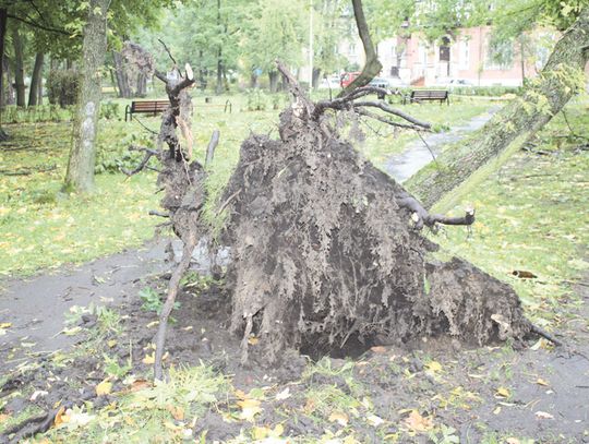 KSAWERY PRZEWRACAŁ DRZEWA I NISZCZYŁ DACHY