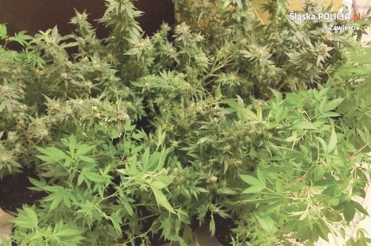 WIDZISZ KRZAK KONOPI INDYJSKICH? ZAWIADOM O TYM POLICJĘ